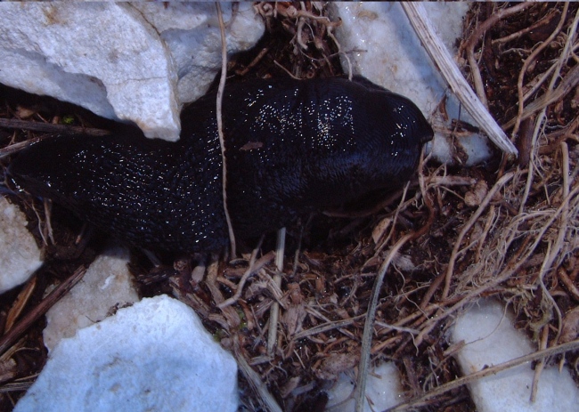 Un Limax sp.n. da Monti di Meta (FR) piacciono i cetrioli